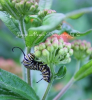 Monarch caterpillarsc