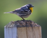 Yellow throated warbler uncommon in NE Iowa