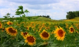 Organic Sunflower field by Decorahjm