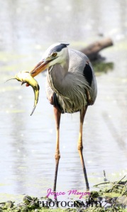Great blue heron fishing on backwater of Mississippi