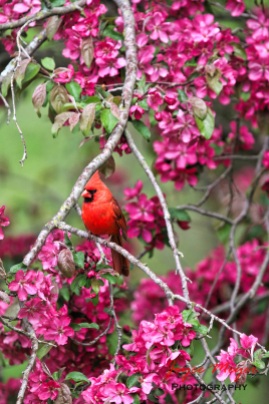 a male cardinal among my blossoms